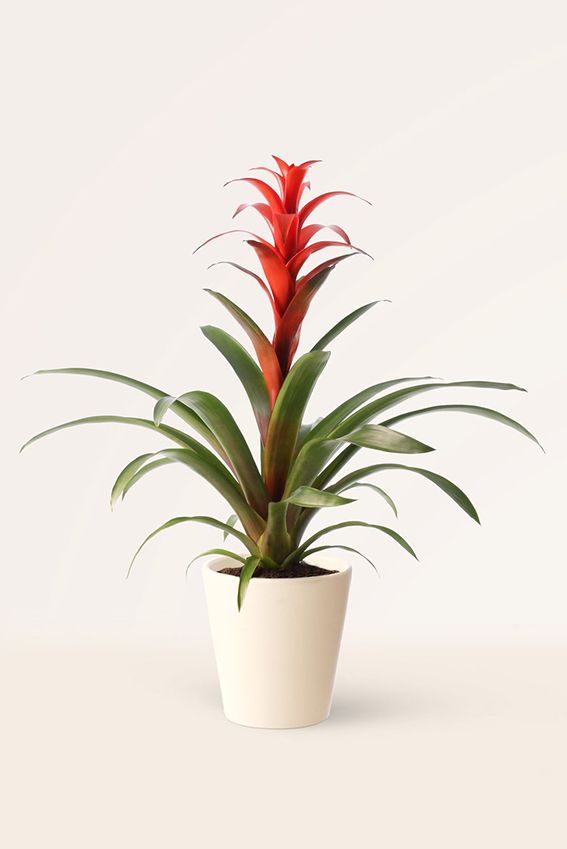 cuidados guzmania 02a