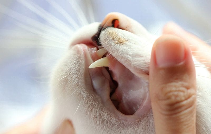 04 problemas dentales mascotas perros gatos