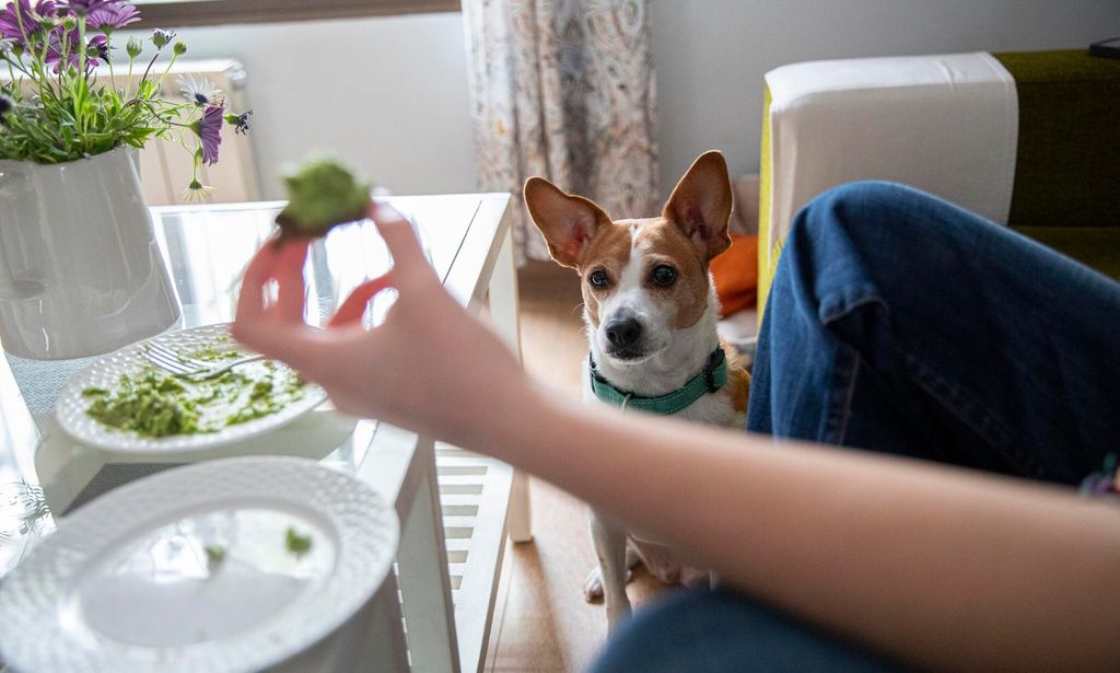 comida perro