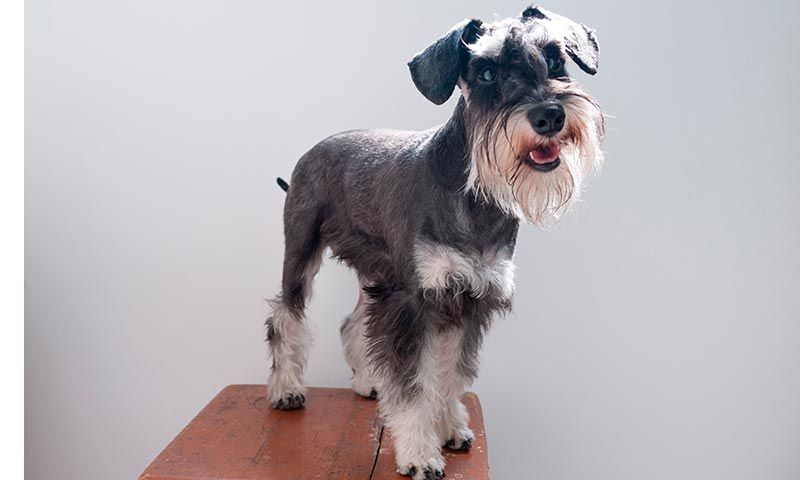 schnauzer