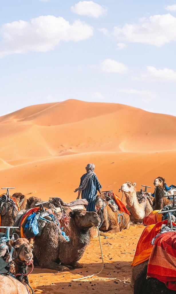 camellos en el desierto