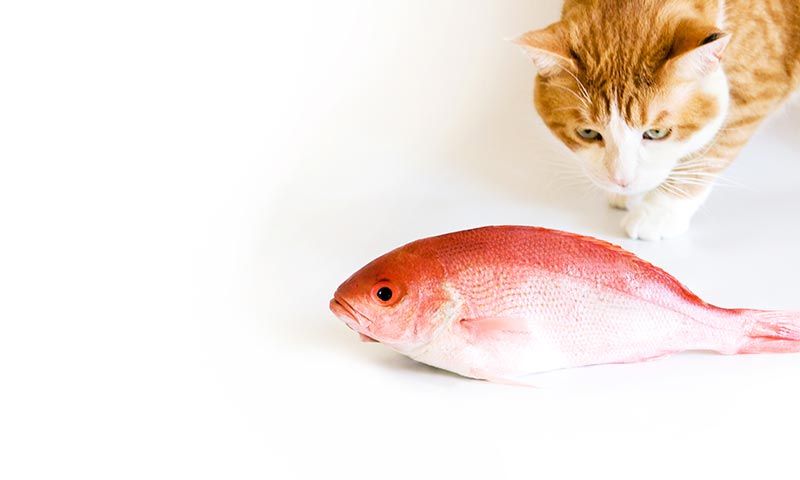 alimentos buenos para gato pescado