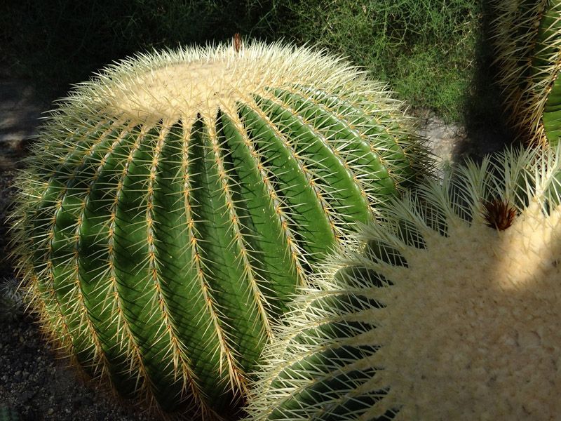 cactus erizo cultivo cuidados hola decoracion 10