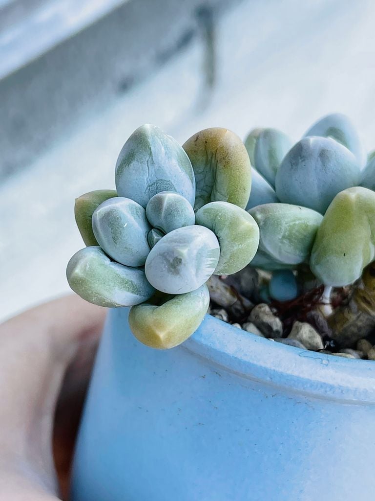 Suculenta Pachyphytum compactum