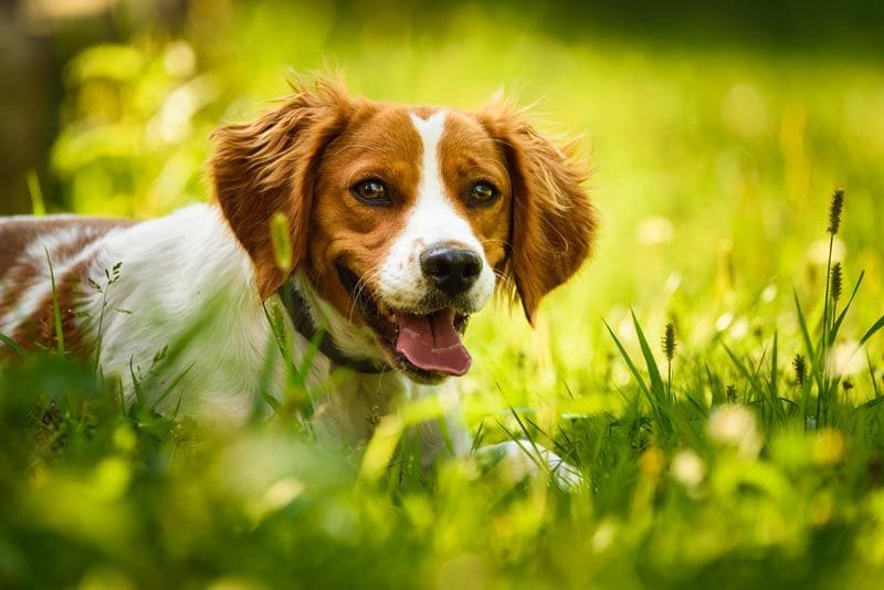 spaniel breton 2a