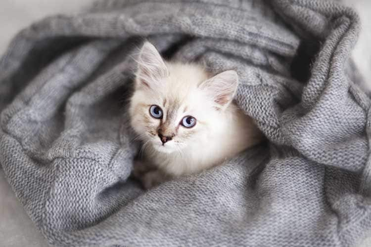 Cachorro de gato siberiano