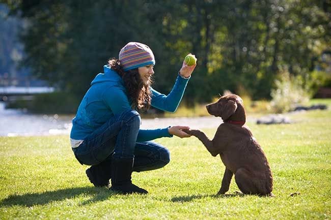 Consejos básicos para adiestrar a tu perro