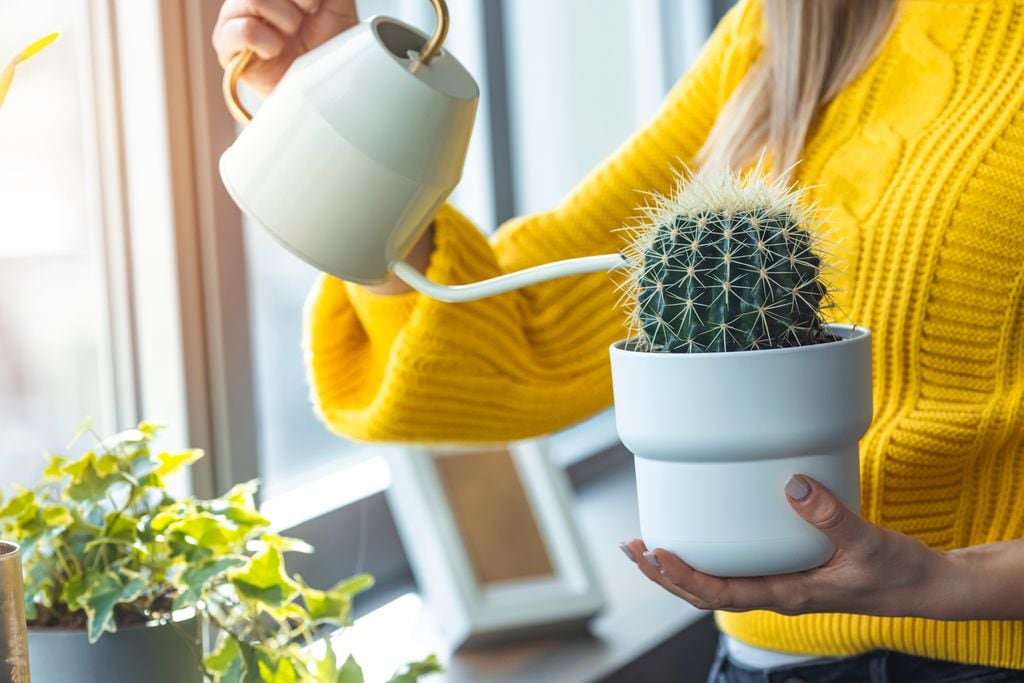 Mujer regando un cactus