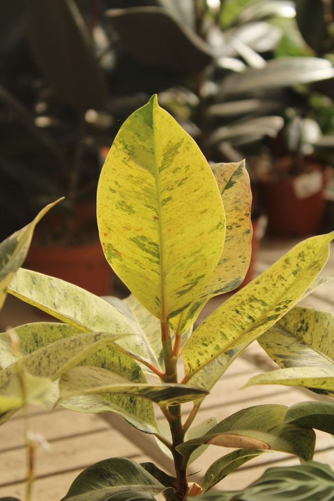 'Ficus shiveriana moonshine' 