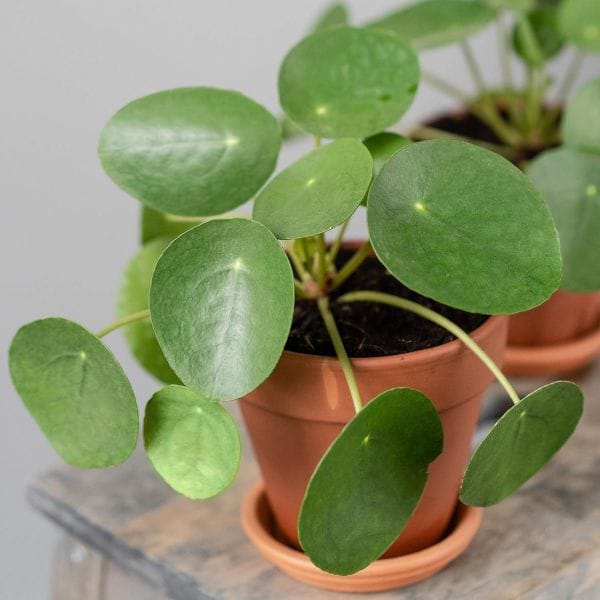 Planta china del dinero de Amazon: Pilea Peperomioides