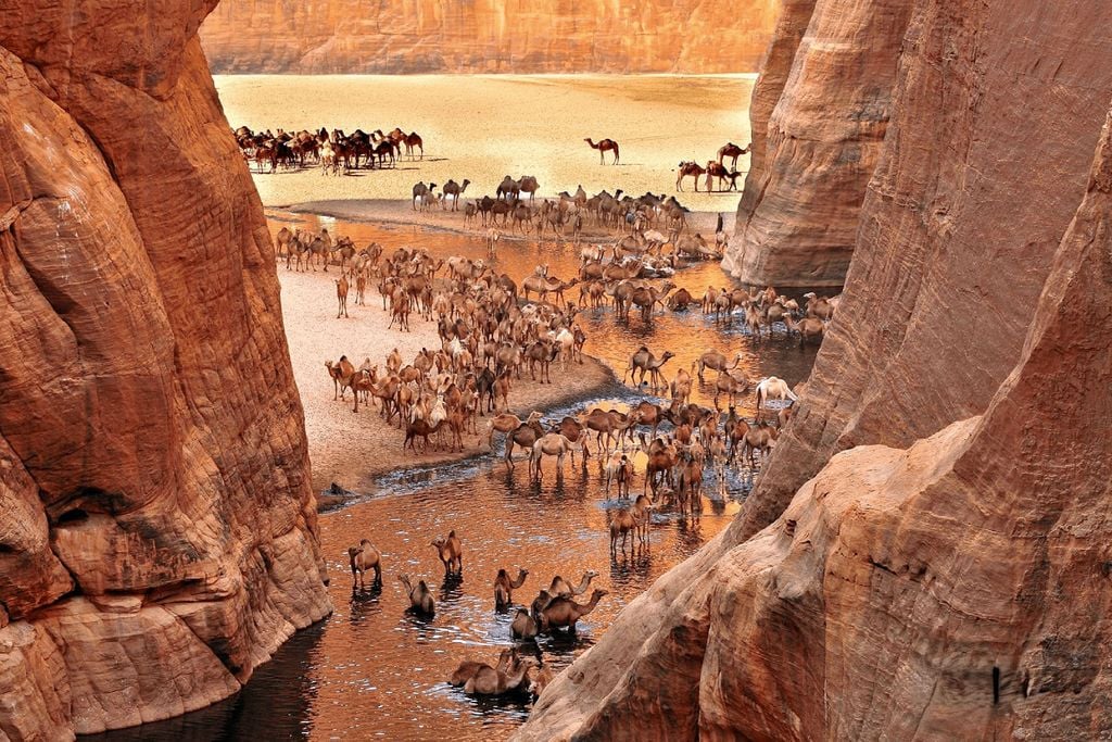 This is the Garden of Eden of the Sahara, a paradisiacal oasis for camels