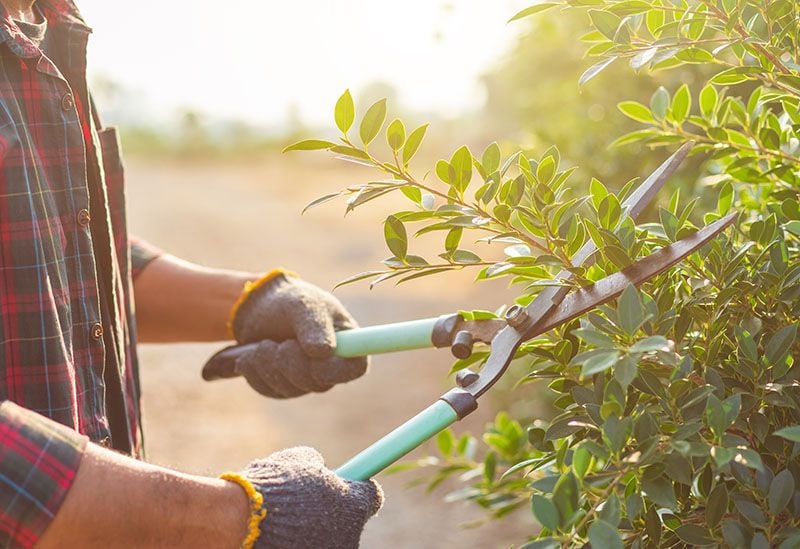 trabajos jardin otono 7