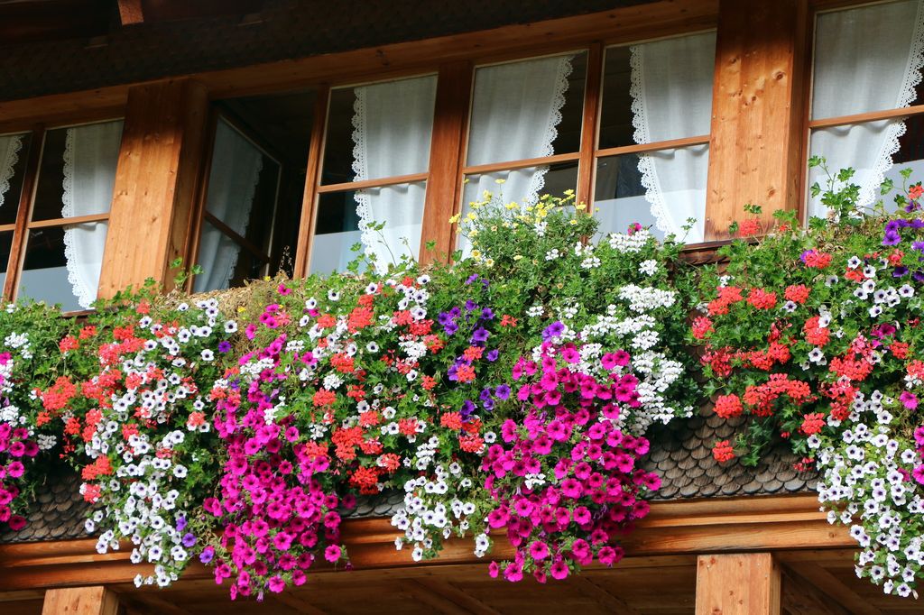 Petunias en ventana