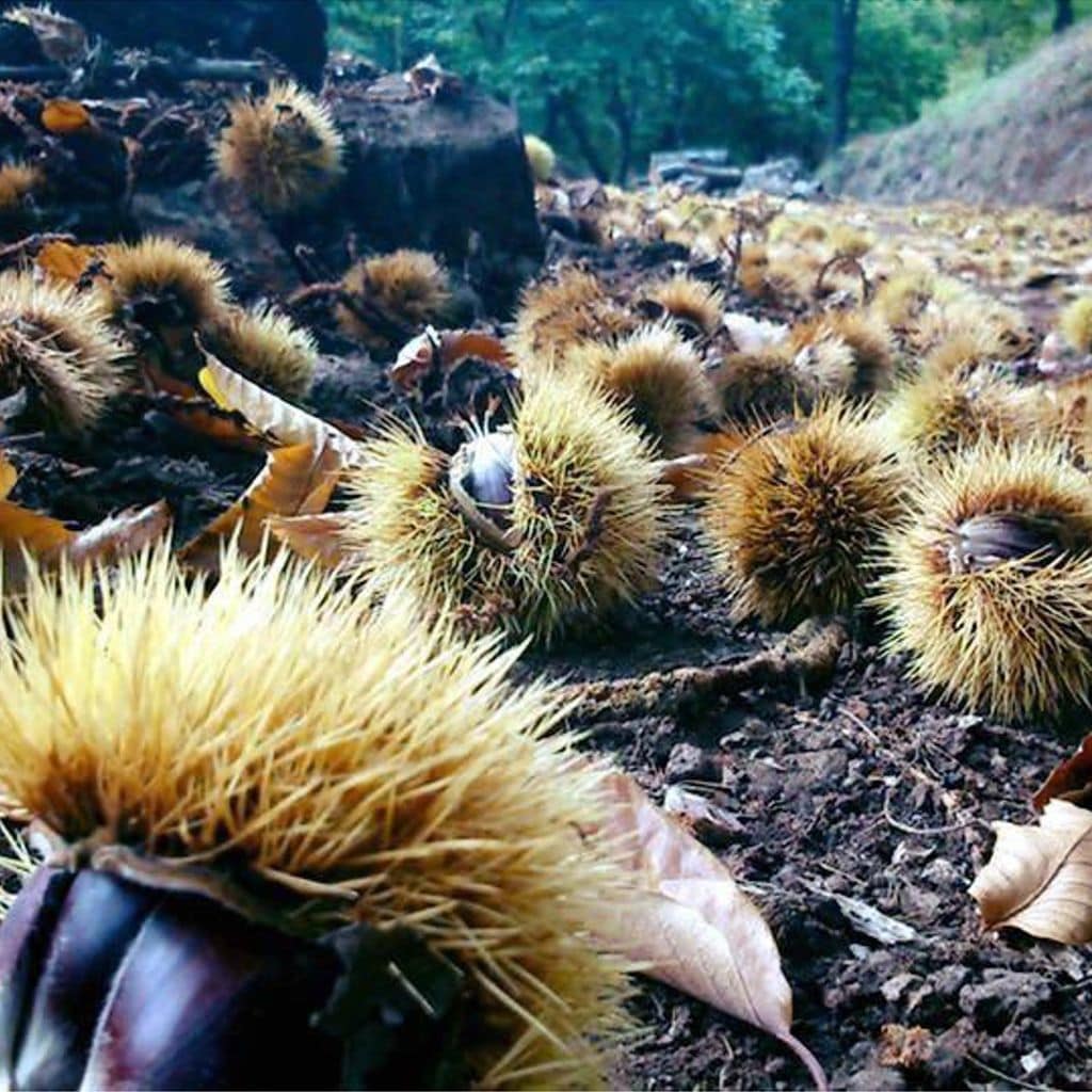 bosque de cobre en pujerra m laga 