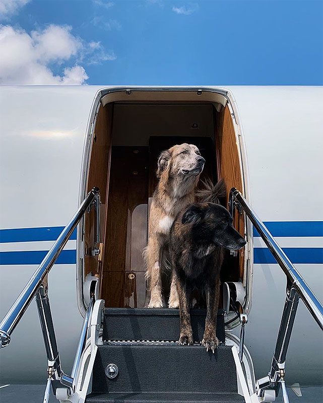 Luke y Leila,  los perros de Cristina y Victoria Iglesias