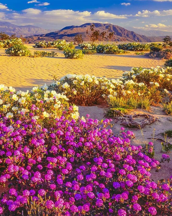 Mojave_california