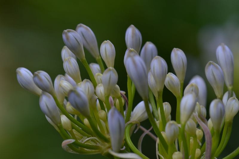 cultivo nardos planta tuberosa hola decoracion 02