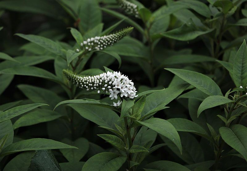 cultivar veronica 7