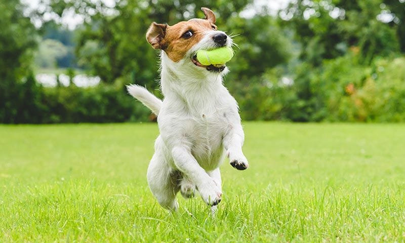 ejercicio y deportes que puedes hacer con tu perro 0