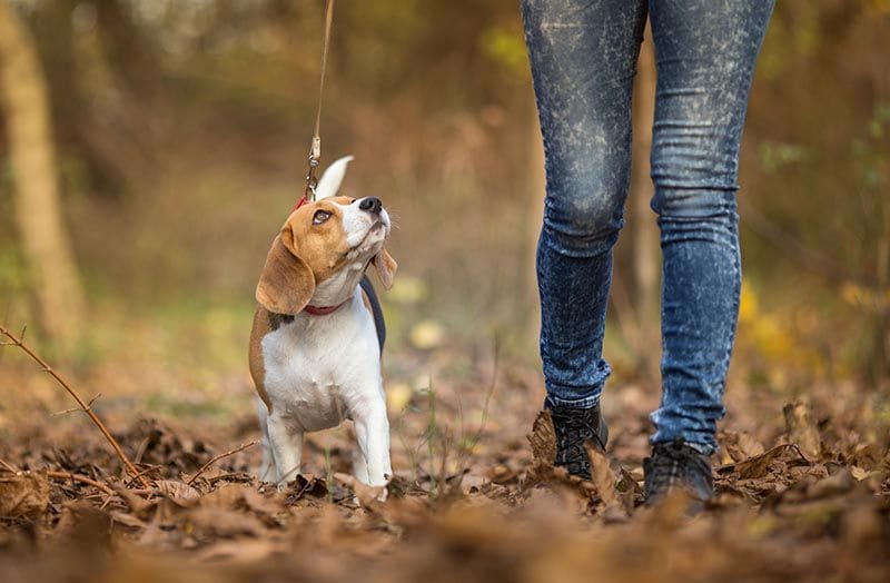 perro paseo