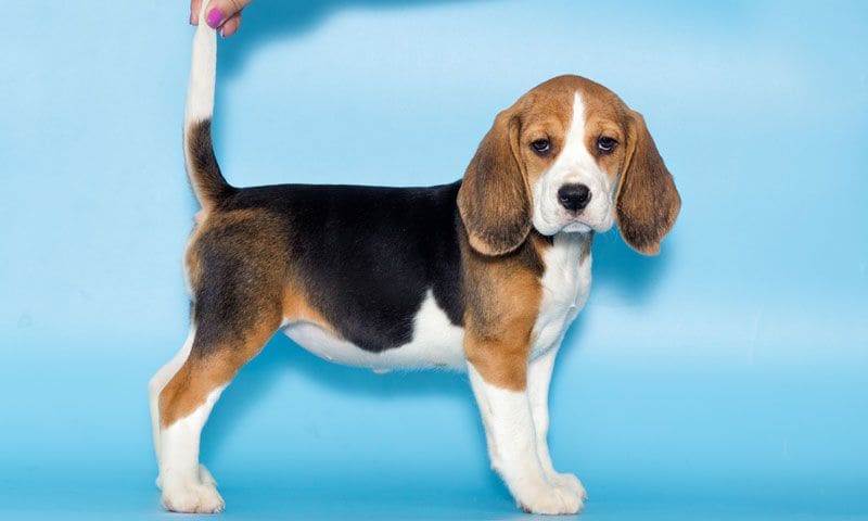 razas de perro beagle