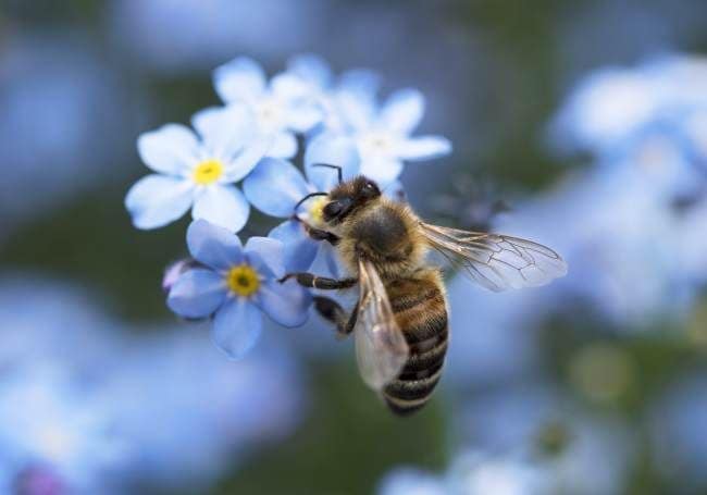 abeja-polinizacion