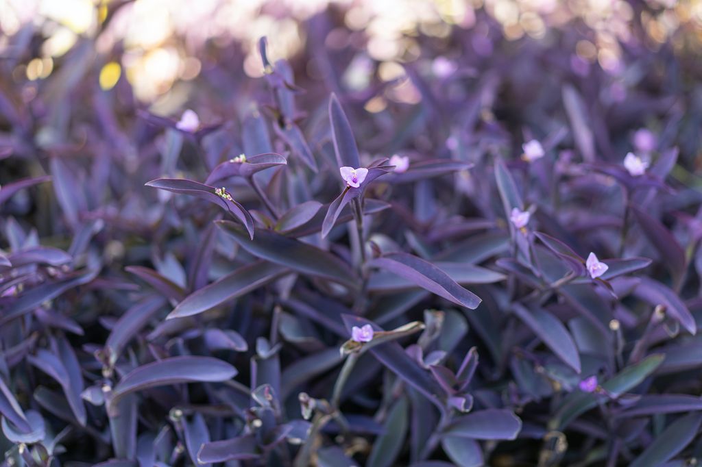 Tradescantia pálida