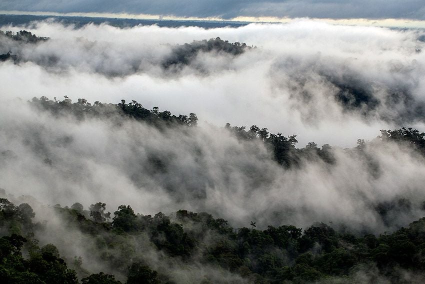 bosque-lluvioso-choco-ecuador