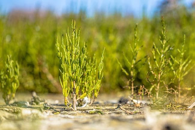 Salicornia