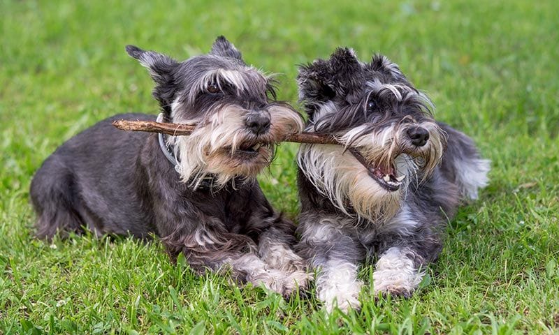 schnauzer 7