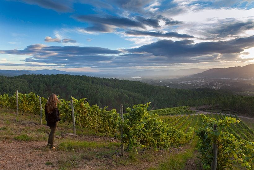 panoramica-vinedos-pontecedra-foto-xurxo-lobato