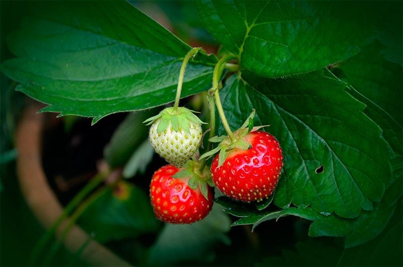 como cultivar fresas 09a