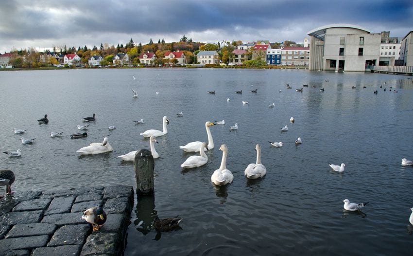 lago reikiavik