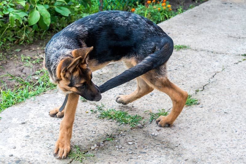 perro muerde cola 2a