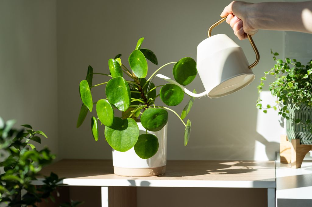 Mujer regando una planta de interior Pilea peperomioides en una maceta, sobre la mesa en casa, utilizando una regadera de metal blanca, cuidándola