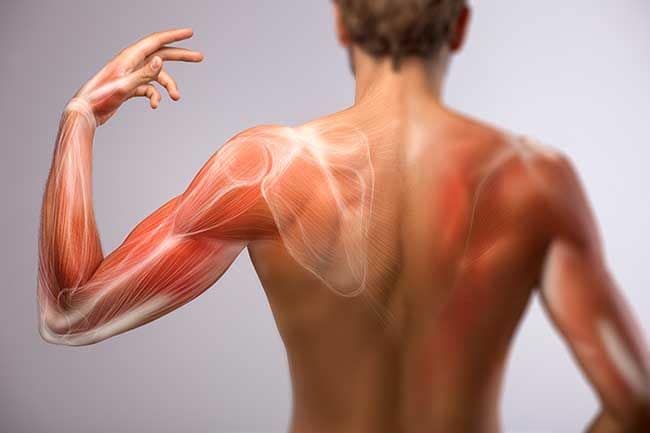 ¿Sabes qué es la hipertrofia muscular? 