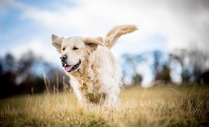 Golden retriever AdobeStock_198351031