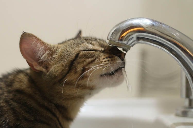 Gato bebiendo agua del grifo