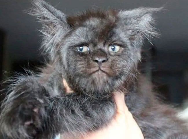 Chimera el gato con rostro humano