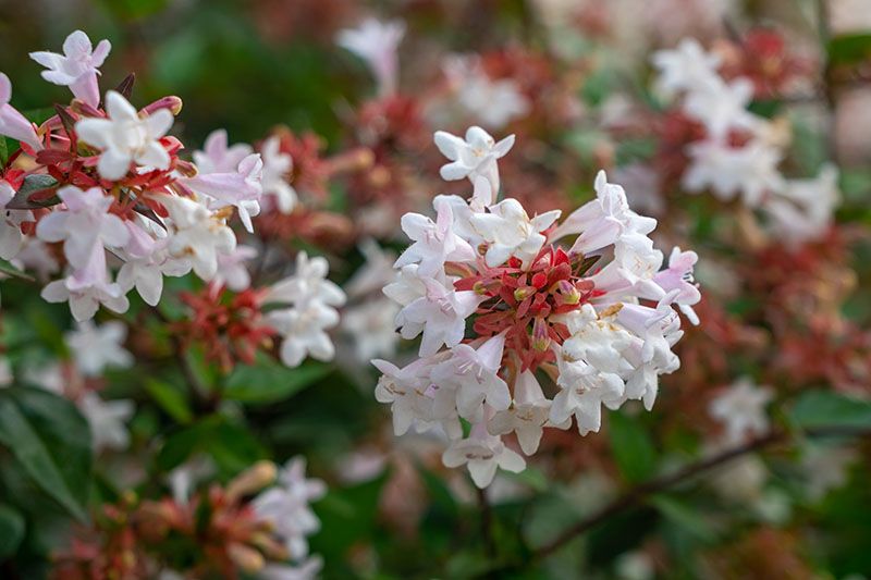 cultivo abelia 5