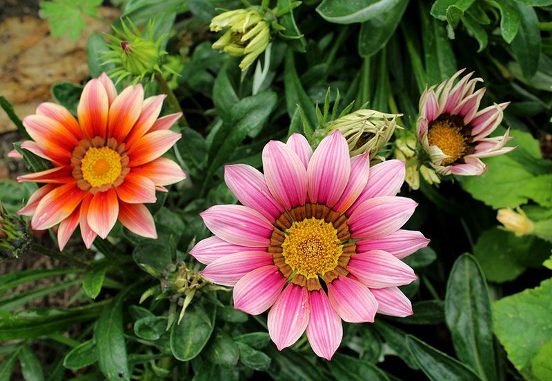 cultivo gazania 2