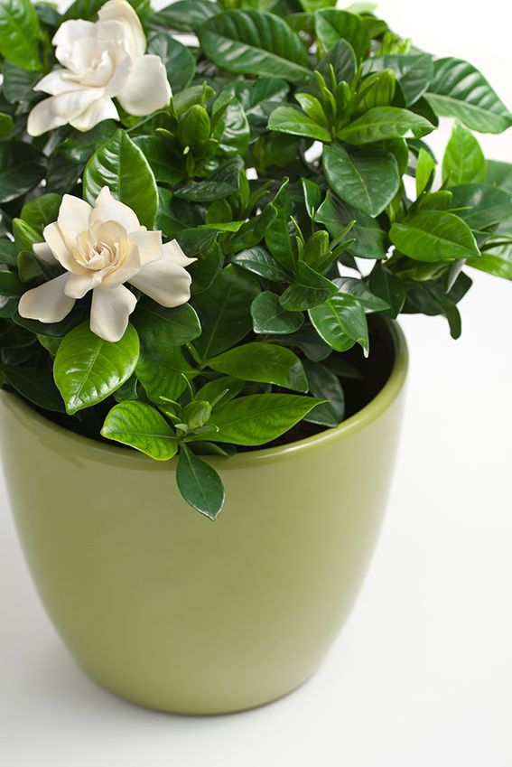 cultivar gardenia 1