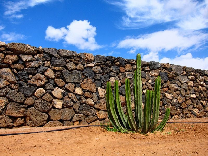 jardin cactus diseno hola decoracion 06