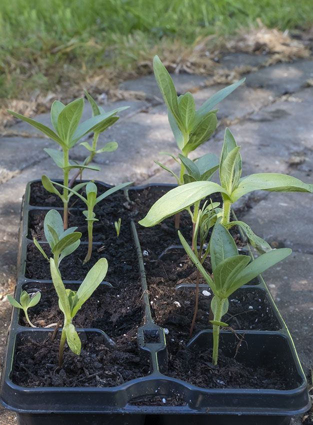 trabajos jardin otono 4