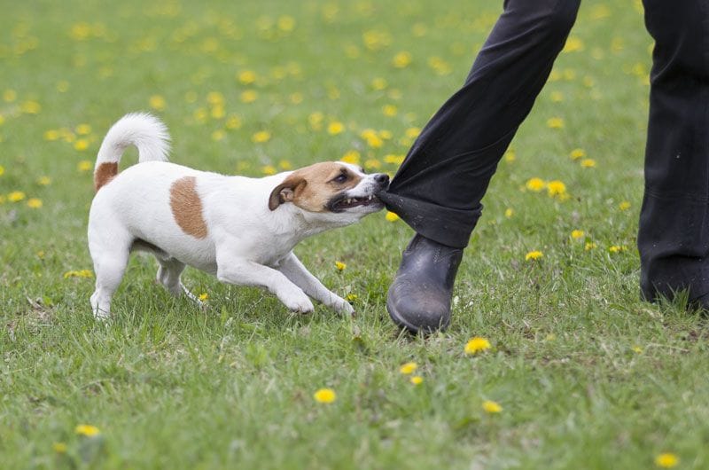 perro pantalon