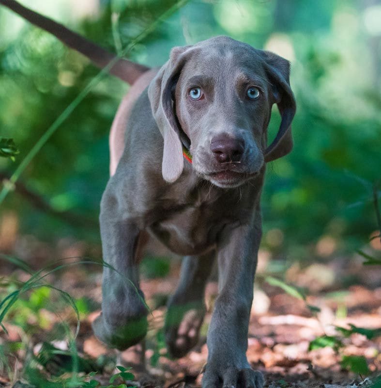 weimaraner