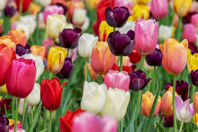 plantar tulipanes 1