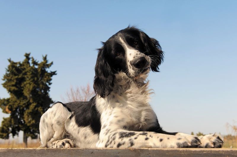 springer spaniel 4a