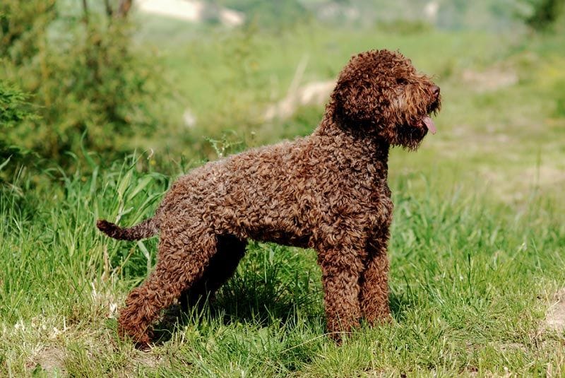 perro agua italiano