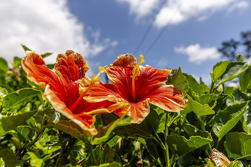 cuidados hibisco 2